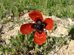 Attēlu rezultāti vaicājumam “Papaver argemone flower”