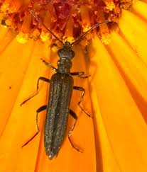 Attēlu rezultāti vaicājumam “Oedemera sp.”