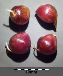 Attēlu rezultāti vaicājumam “Allium sativum fruit”