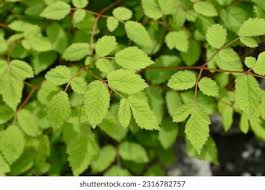 Attēlu rezultāti vaicājumam “Astilbe chinensis leaf”