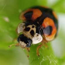 Attēlu rezultāti vaicājumam “Adalia decempunctata”