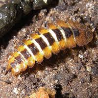 Attēlu rezultāti vaicājumam “Leiodidae larva”