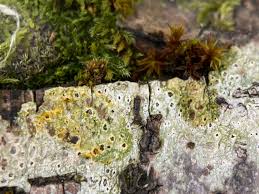 Attēlu rezultāti vaicājumam “Pertusaria leioplaca”