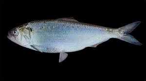 Image result for Alosa alosa