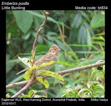 Image result for Emberiza pusilla