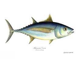 Image result for Thunnus alalunga