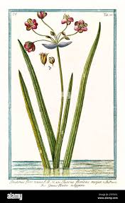 Attēlu rezultāti vaicājumam “Butomus umbellatus”