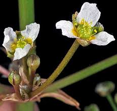 Attēlu rezultāti vaicājumam “Alisma gramineum flower”