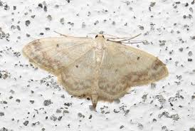 Attēlu rezultāti vaicājumam “Idaea biselata”