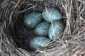 Attēlu rezultāti vaicājumam “Turdus merula eggs”