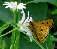 Attēlu rezultāti vaicājumam “Carterocephalus silvicolus female”