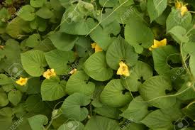 Attēlu rezultāti vaicājumam “Thladiantha dubia”