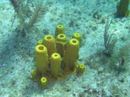 Attēlu rezultāti vaicājumam “Tubifera applanata sessile”