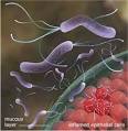 Pathogen Life Cycle