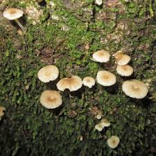 Attēlu rezultāti vaicājumam “Lichenomphalia umbellifera”