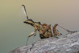 Attēlu rezultāti vaicājumam “Rhagium inquisitor”