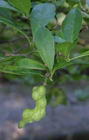 Attēlu rezultāti vaicājumam “Magnolia kobus fruit”