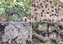 Attēlu rezultāti vaicājumam “Thelopsis rubella”