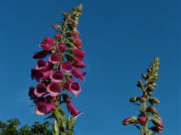 Attēlu rezultāti vaicājumam “Digitalis purpurea fruit”