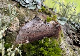 Attēlu rezultāti vaicājumam “Odontosia carmelita”