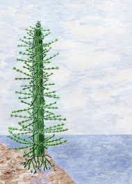 Attēlu rezultāti vaicājumam “Clastodermataceae”