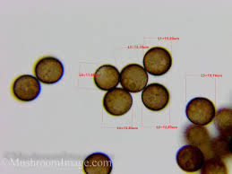 Attēlu rezultāti vaicājumam “Enerthenema papillatum”