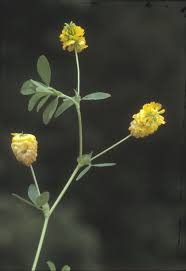 Attēlu rezultāti vaicājumam “Trifolium aureum leaf”