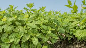 Image result for Melisse