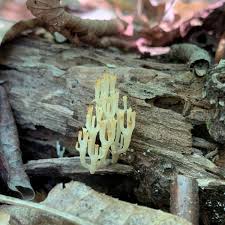 Attēlu rezultāti vaicājumam “Clavicorona pyxidata”