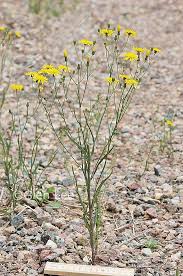 Attēlu rezultāti vaicājumam “Crepis tectorum fruit”