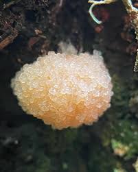 Attēlu rezultāti vaicājumam “Tubifera applanata spores”