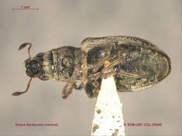 Attēlu rezultāti vaicājumam “Sitona sp.”