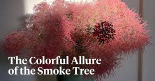 Attēlu rezultāti vaicājumam “Cotinus coggygria flower”