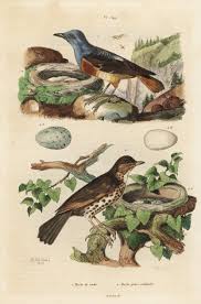 Attēlu rezultāti vaicājumam “Turdus philomelos nest”