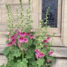 Attēlu rezultāti vaicājumam “Alcea rosea leaf”