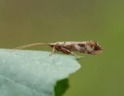 Attēlu rezultāti vaicājumam “Glyphotaelius pellucidus”