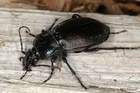 Attēlu rezultāti vaicājumam “Carabus clathratus”