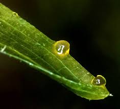 Attēlu rezultāti vaicājumam “Potamogeton praelongus leaf”