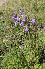 Image result for Campanula rapunculoides