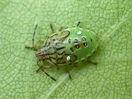 Attēlu rezultāti vaicājumam “Elasmucha grisea imago”