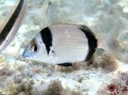 Image result for Diplodus vulgaris