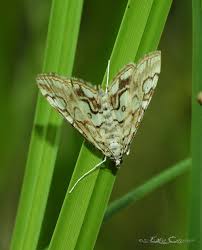 Attēlu rezultāti vaicājumam “Elophila nymphaeata”