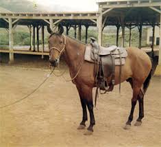 Image result for Civil Service Riding Club (Csrc)