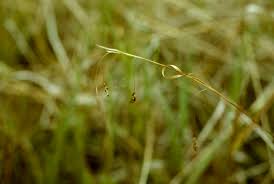 Attēlu rezultāti vaicājumam “Carex capillaris fruit”
