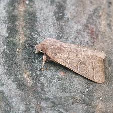 Attēlu rezultāti vaicājumam “Orthosia gracilis”