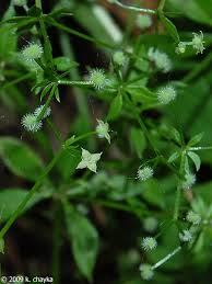 Attēlu rezultāti vaicājumam “Galium triflorum fruit”
