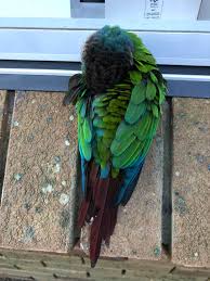 Image result for pheega