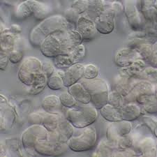 Attēlu rezultāti vaicājumam “Illosporiopsis christiansenii”