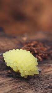 Attēlu rezultāti vaicājumam “Stemonitis virginiensis spores”