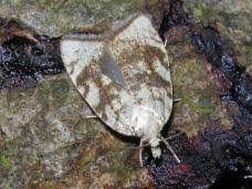 Attēlu rezultāti vaicājumam “Acleris bergmanniana”